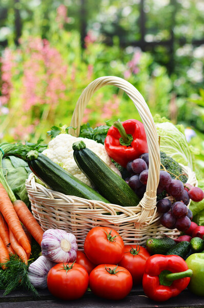 Разнообразие свежих органических овощей в саду
