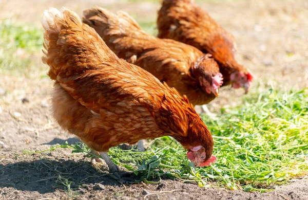 Chickens Traditional Free Range Poultry Farm — Stock Photo, Image