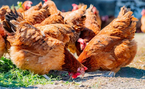 Poulets Dans Une Ferme Avicole Traditionnelle Plein Air — Photo