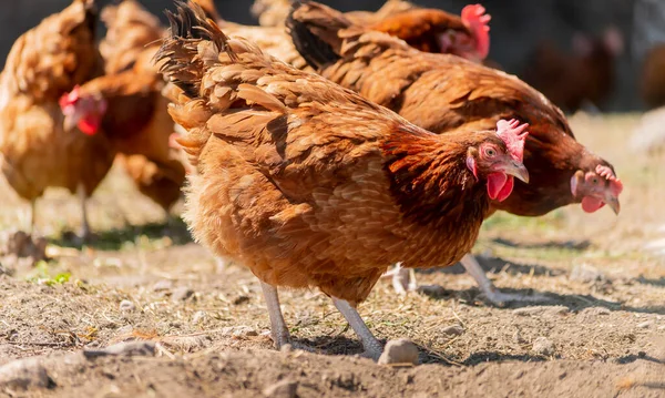 Hühner Auf Traditionellem Freilandgeflügelhof — Stockfoto