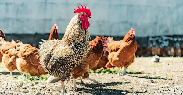 Horoz Üzerinde Geleneksel Ücretsiz Aralığı Tavuk Çiftliği — Stok fotoğraf