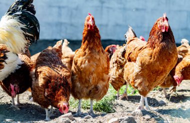 Geleneksel tavuk çiftliğinde tavuklar.