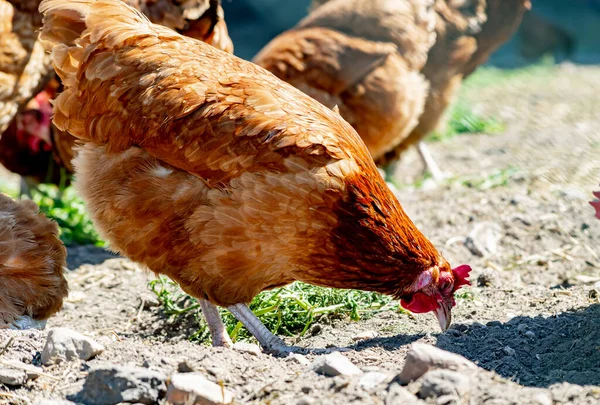 Geleneksel Tavuk Çiftliğinde Tavuklar — Stok fotoğraf