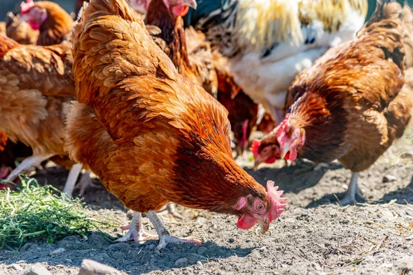 Poulets Dans Une Ferme Avicole Traditionnelle Plein Air — Photo