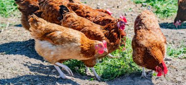 Geleneksel tavuk çiftliğinde tavuklar.