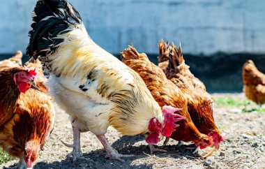 Geleneksel tavuk çiftliğinde tavuklar.