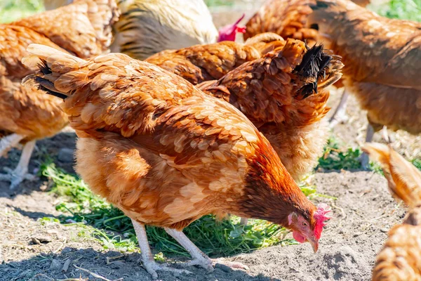 Galinhas Tradicional Fazenda Aves Capoeira Livre — Fotografia de Stock