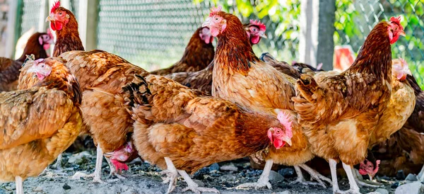 Geleneksel Tavuk Çiftliğinde Tavuklar — Stok fotoğraf