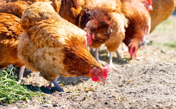 Pollos Granja Aves Corral Tradicional — Foto de Stock