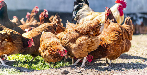 Chickens on traditional free range poultry farm.
