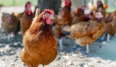 Geleneksel tavuk çiftliğinde tavuklar.