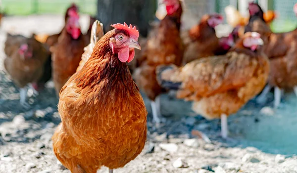 Κοτόπουλα Παραδοσιακό Αγρόκτημα Πουλερικών Ελεύθερης Βοσκής — Φωτογραφία Αρχείου
