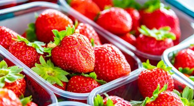 Naylon kutularda taze çilekler. Mağazaya satışa sunuldu..