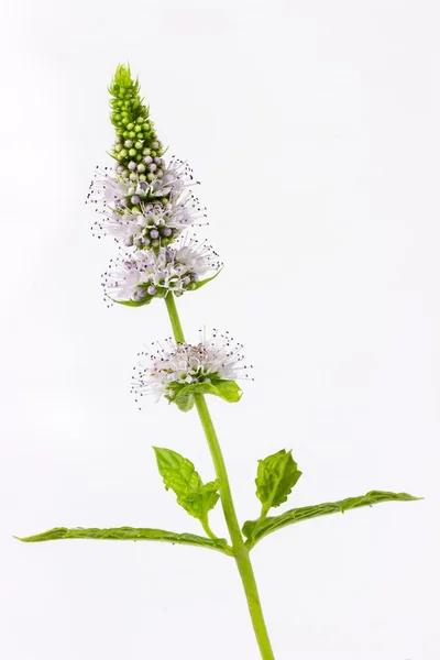 Mint with flowers — Stock Photo, Image