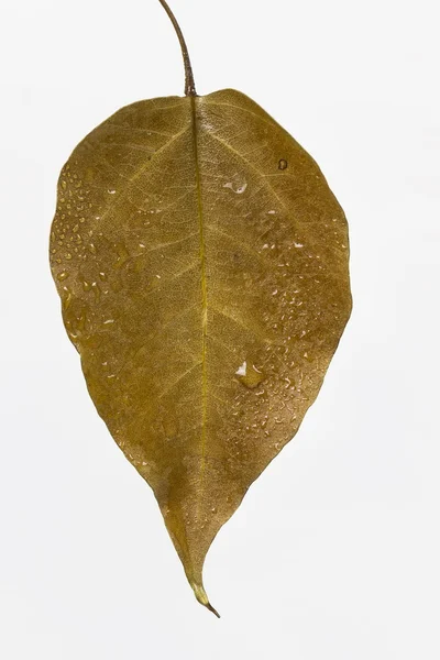 Autumn leaf drop — Stock Photo, Image