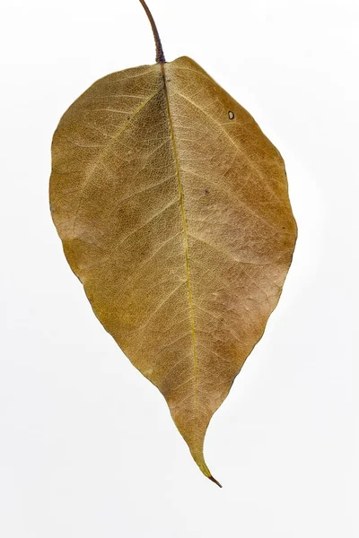 Jesień kropla liść — Zdjęcie stockowe