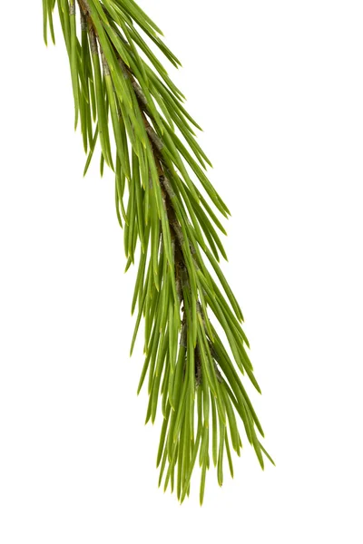 Blad pine — Stockfoto