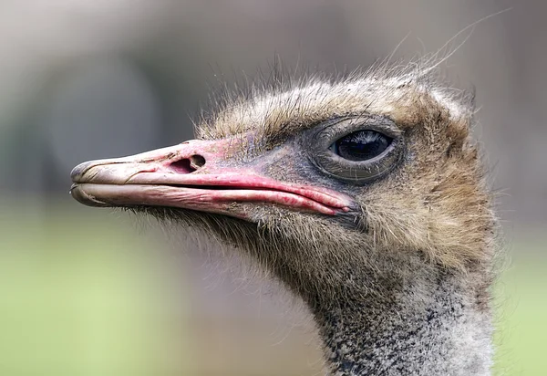Struisvogel portret — Stockfoto