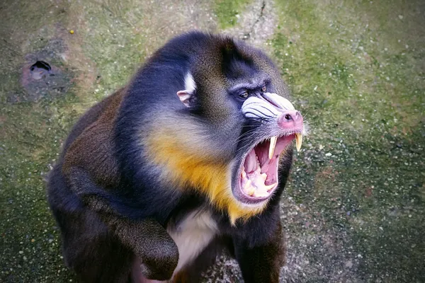 Mandrill — Stockfoto