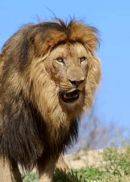 König der Löwen — Stockfoto