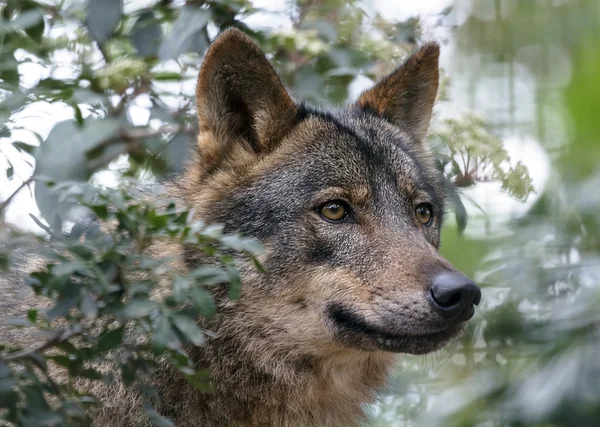 Lobo ibérico — Foto de Stock