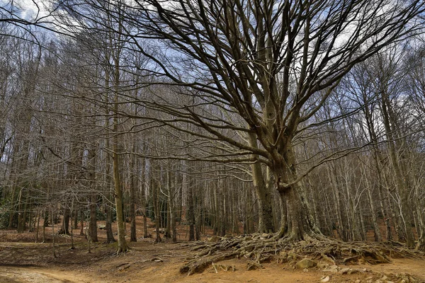 Bergachtig landschap van winter bomen — Stockfoto