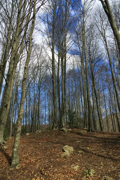 Oude beukenbos — Stockfoto