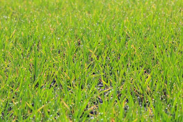 Grünes Gras mit Tau — Stockfoto