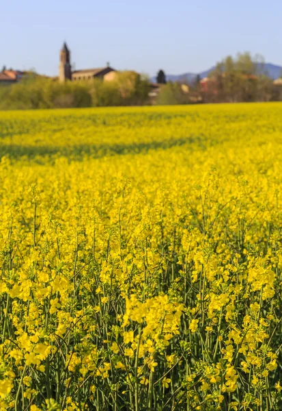 Paisagem rural — Fotografia de Stock