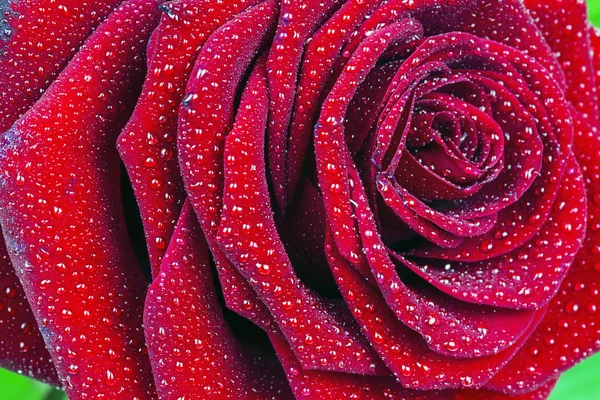 Rote Rose — Stockfoto