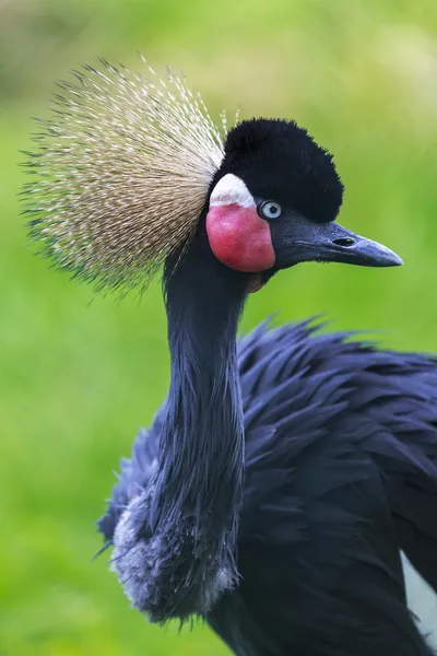 Krönt crane — Stockfoto