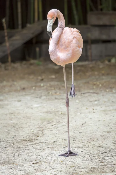 Flamingo dinlenme içinde — Stok fotoğraf