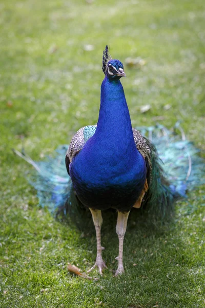 Manlig påfågel — Stockfoto