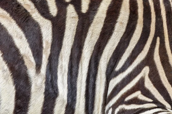 Textura da pele Zebra — Fotografia de Stock