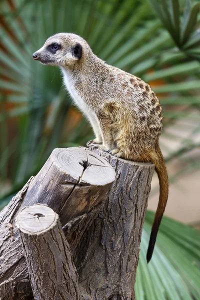 Meerkat Suricata — Foto Stock