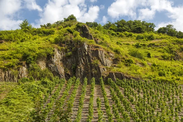 Vinhas Beilstein — Fotografia de Stock