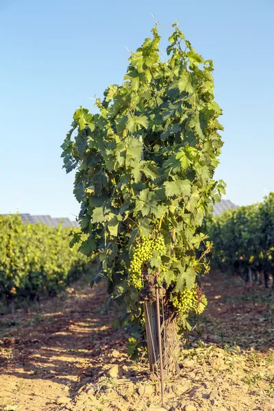 Vinhas rioja — Fotografia de Stock