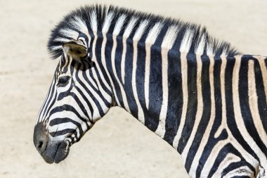 Zebra kafa