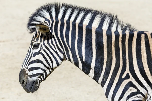 Zebra head — Stock Photo, Image