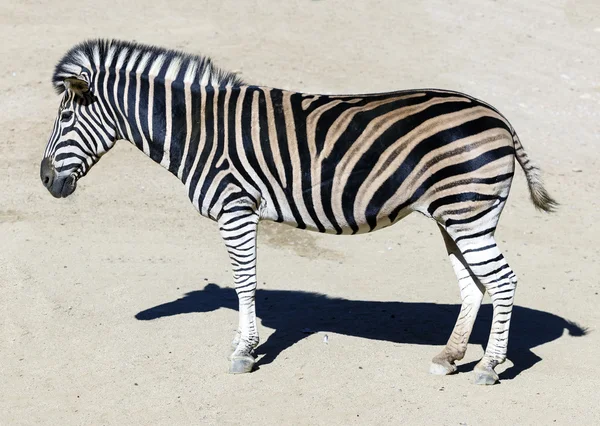 Zebra huvud — Stockfoto