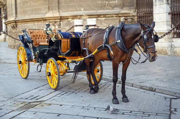 Cavallo nero e tradizionale carrozza turistica a Siviglia — Foto Stock