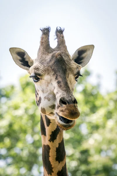 Giraffa — Foto Stock