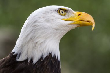 Kel kartal. Haliaeetus leucocephalus