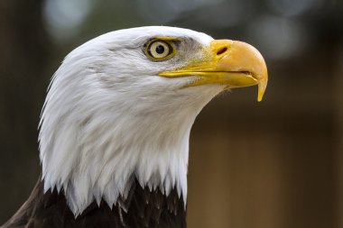 Kel kartal. Haliaeetus leucocephalus