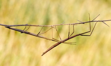 Walking stick, Diapheromera femorata, Phasmatodea clipart