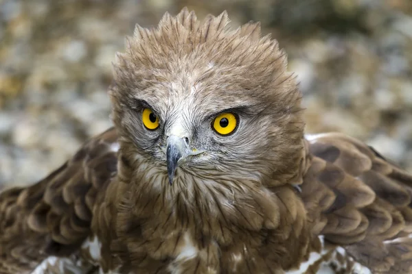 Orrú sas. Circaetus gallicus — Stock Fotó