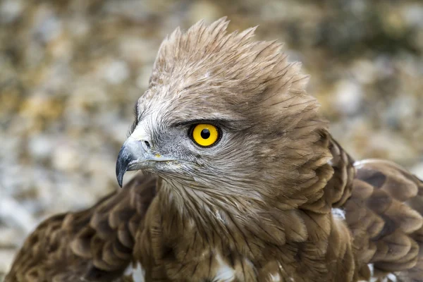 Toed Eagle. Circaetus gallicus — Stockfoto