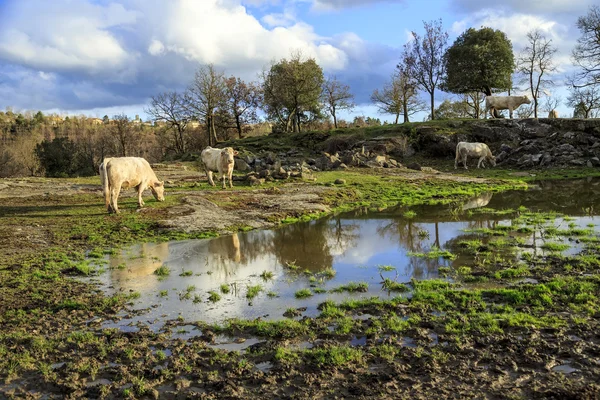 country rural scene with cows grazing