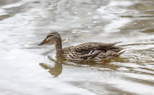 Wild duck in the lake — Stock Photo, Image