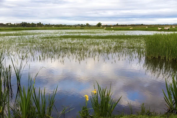 Zonsopgang in de wetlands van rozen — Stockfoto